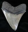 Wide Megalodon Tooth - Sharp Serrations #13024-2